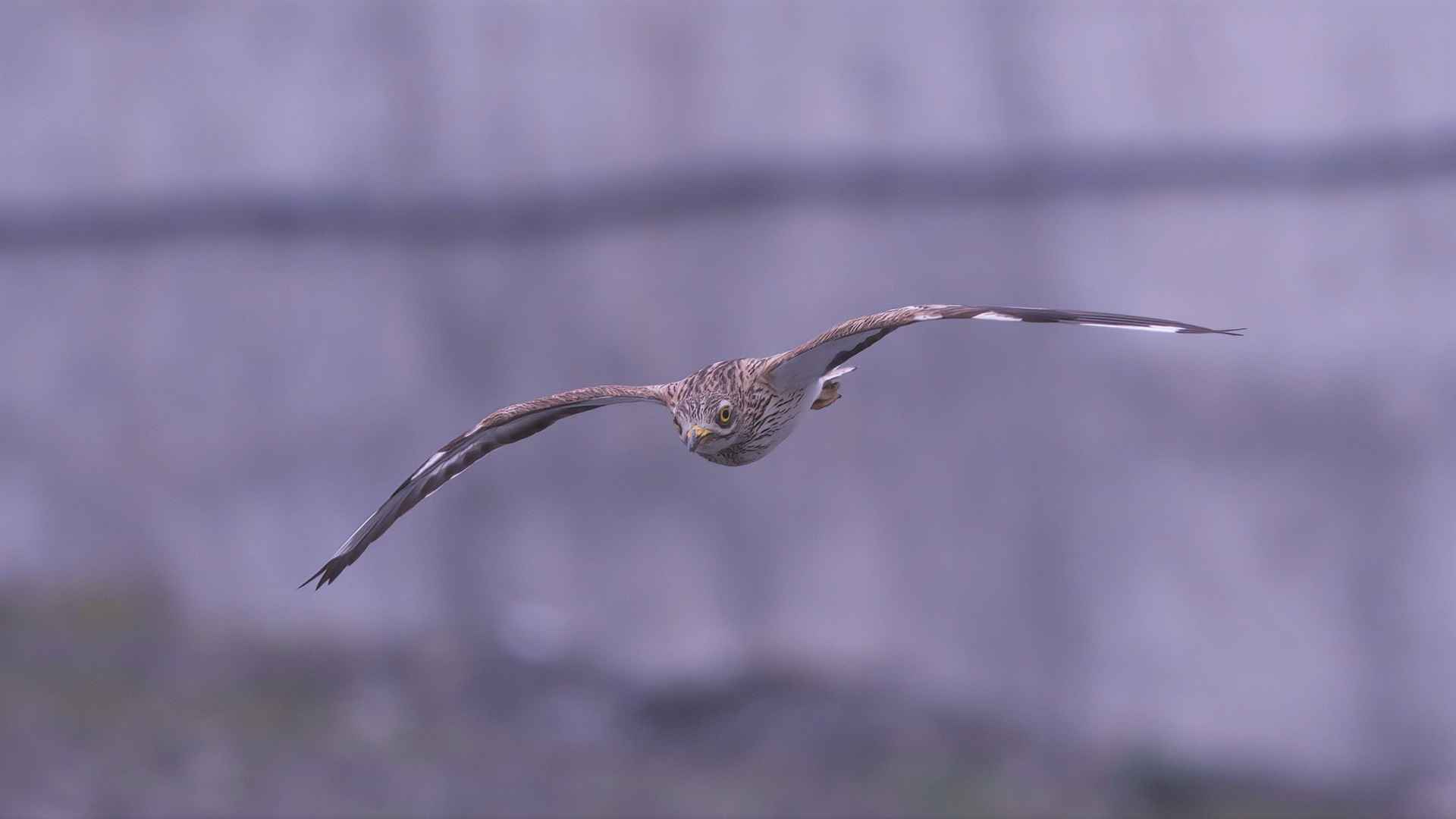 Eurasian Thick-knee